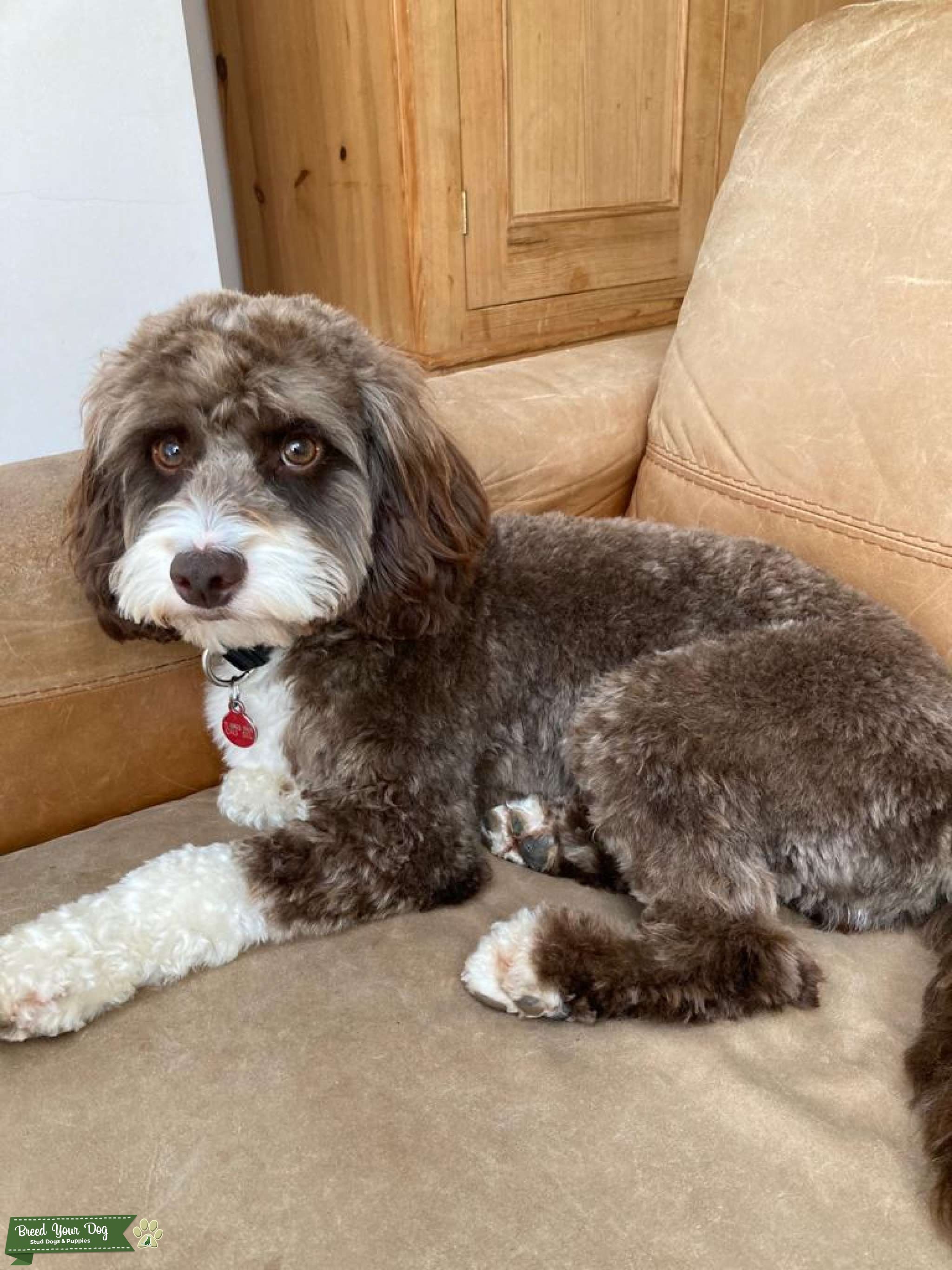 Stud dog Stud Dog Caterham Breed Your Dog