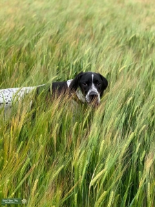 Beautiful stud dog Listing Image
