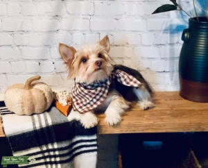 AKC Liver Parti Yorkshire Terrier STUD Listing Image