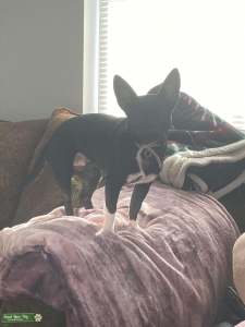Pomchi mix Listing Image