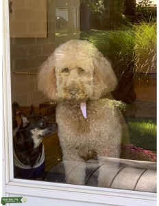 GOLDENDOODLE STUD WANTED Listing Image