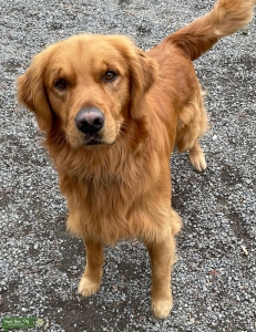 Golden retriever stud  Listing Image