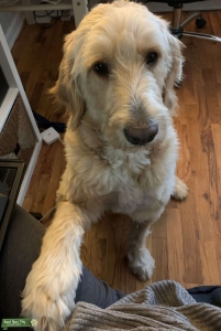 Large F1 Goldendoodle Stud Available Listing Image