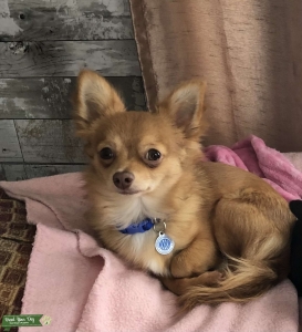Long haired chihuahua AKC registered Champion blood lines Listing Image