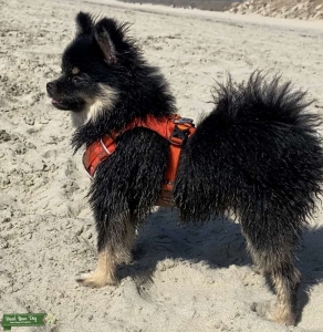 Teddy bear pom Listing Image