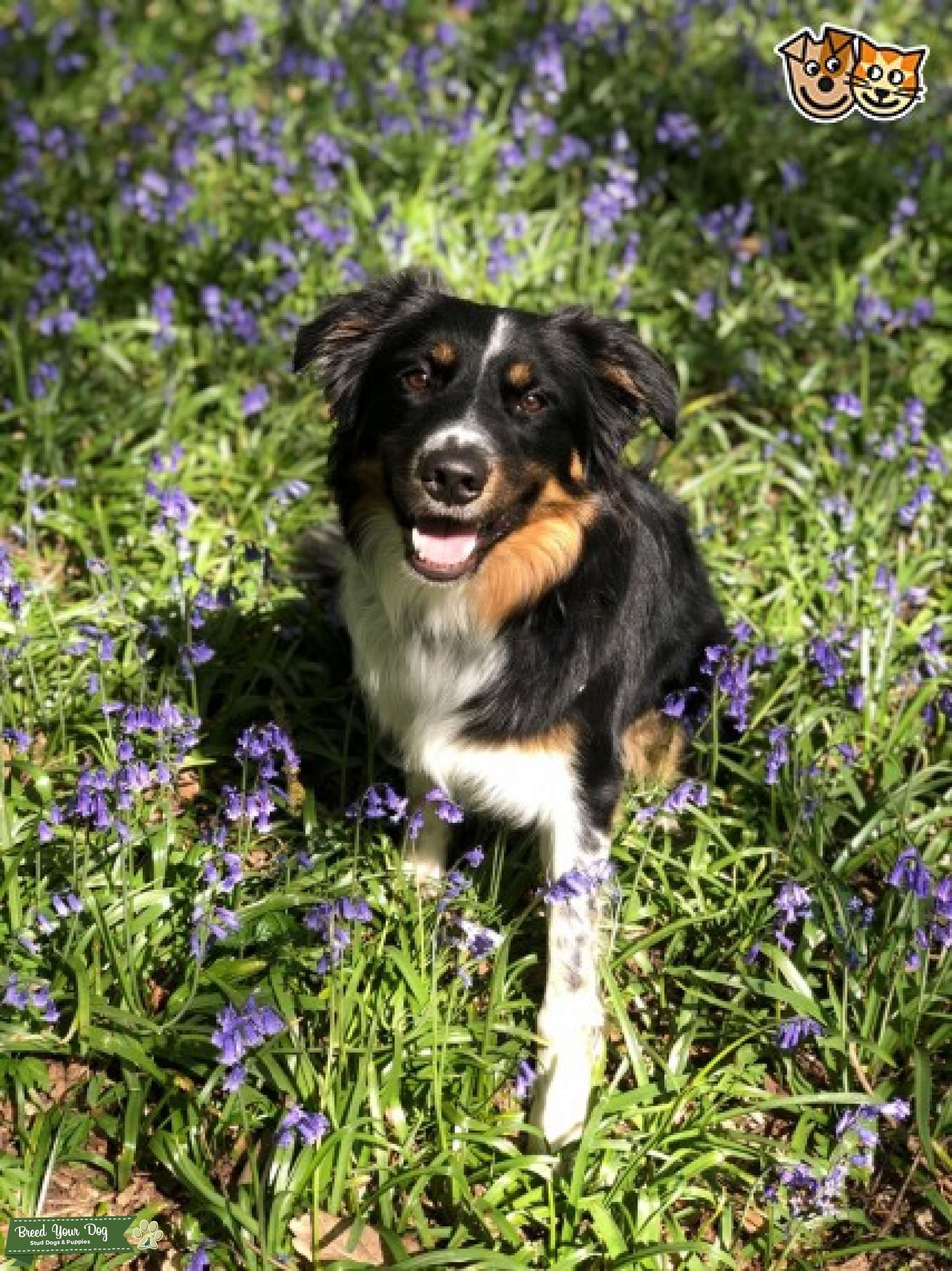 Proven Handsome Tri Coloured Border Collie For Stud. Clear Kennel Club