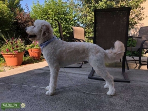 Proven Goldendoodle Stud Listing Image