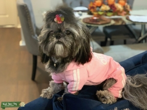 Sweet and loving Shih tzu dog looking  to mate  Listing Image