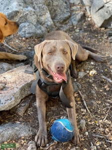Silver Labrador Listing Image