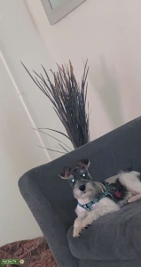 Looking for a girl dog to breed Listing Image