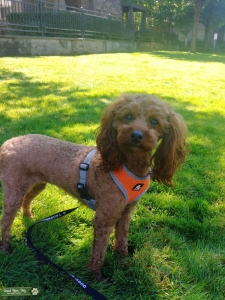 Apricot Toy Poodle Listing Image