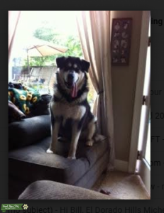 Large (160 lb) Female Malamute Seeking Male Malamute Listing Image
