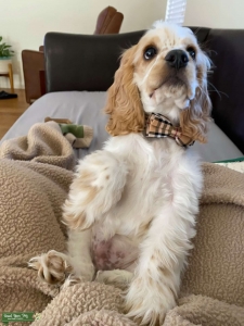 English Cocker Listing Image