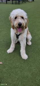 F1 Goldendoodle looking for female Poodle or doodle Listing Image