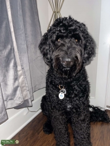 F1B Goldendoodle Stud Listing Image