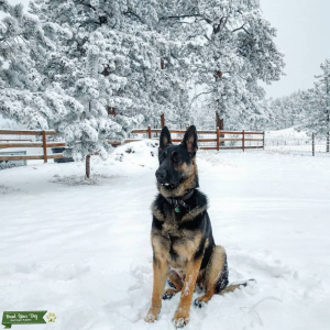 2 Year Old German Shepherd (not registered)  Listing Image