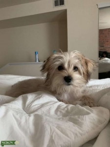 Tan YorkiePoo Listing Image