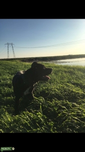 Beautiful cane corso female Listing Image