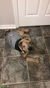 Shar Pei Stud Listing Image