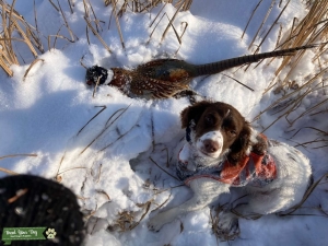 She was born to hunt! Listing Image