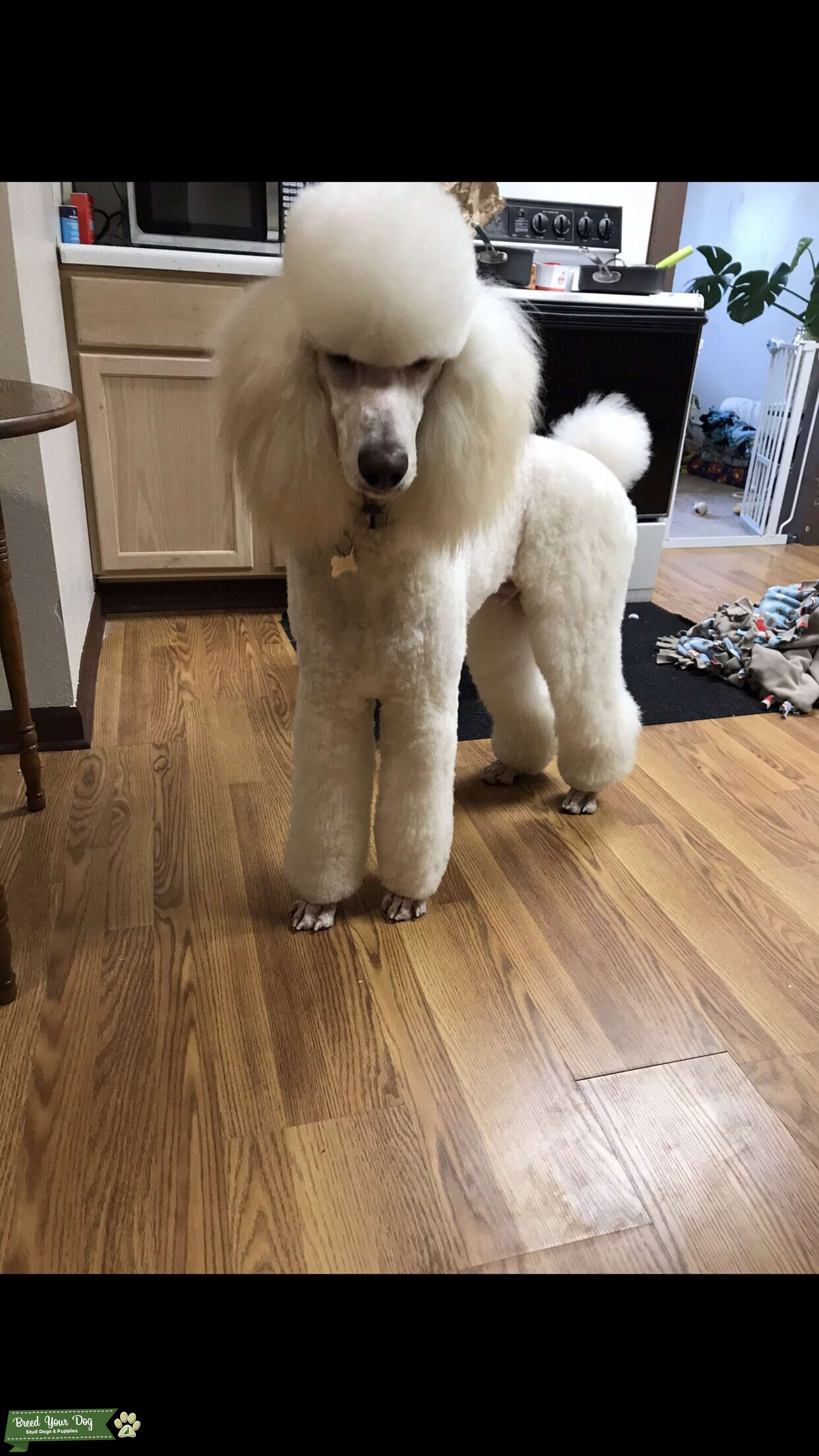 Standard Poodle Stud Stud Dog in Coleraine, MN, the United States