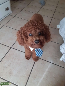 POODLE MINI FOR STUD  Listing Image