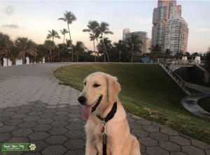 Meet me!  I am a pure Pedigree Golden Retriever.  Listing Image