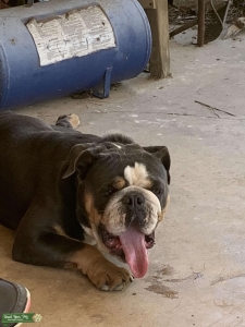 English Bulldog Listing Image