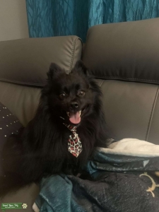 Handsome rare Throwback Pomeranian looking for a girlfriend Listing Image