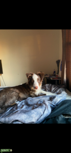 Looking for female austrailian shepherd  Listing Image