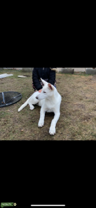 Looking for female german shepherd Listing Image