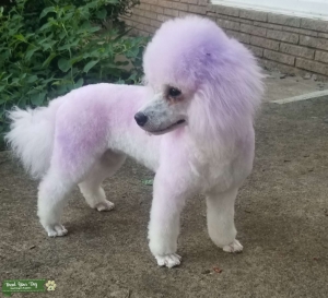 12lb MISS PERSONALITY Seeking White Mate Listing Image