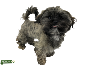 Mixed Shih Tzu Listing Image