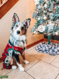 Aussie looking for a female to make beautiful pups! Listing Image