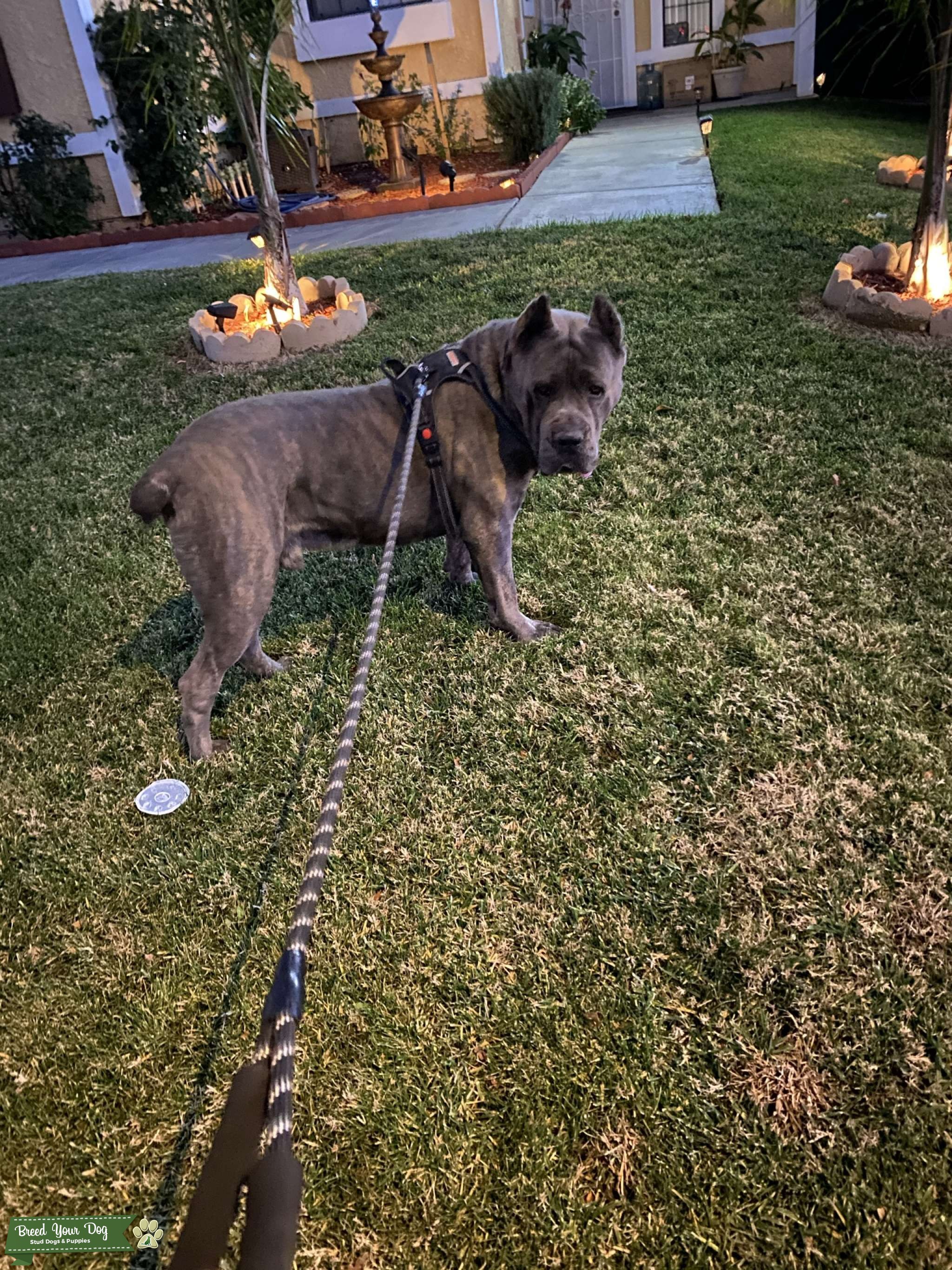 Blue Brindle Cane Corso Stud Dog in California , United States