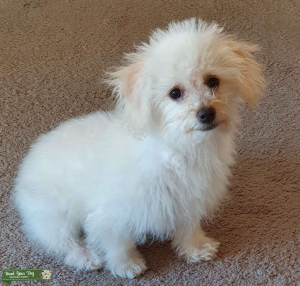 Maltipoo Needs a Boyfriend! Listing Image