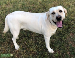White Yellow Lab Listing Image