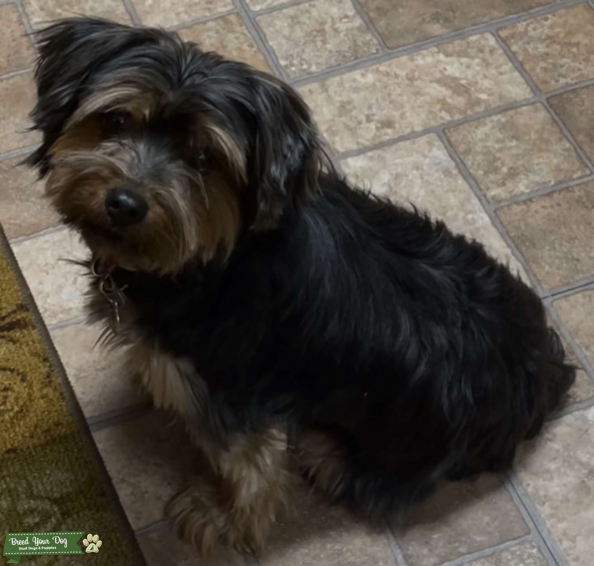 Yorkie ready to mate Stud Dog in Decatur, United States Breed Your Dog