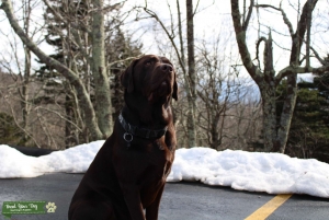 Chocolate lab looking for a female ♥️ Listing Image