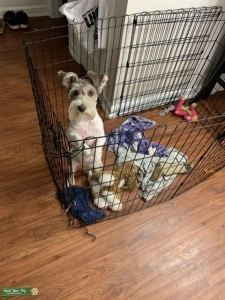Choco parti mini schnauzer  Listing Image