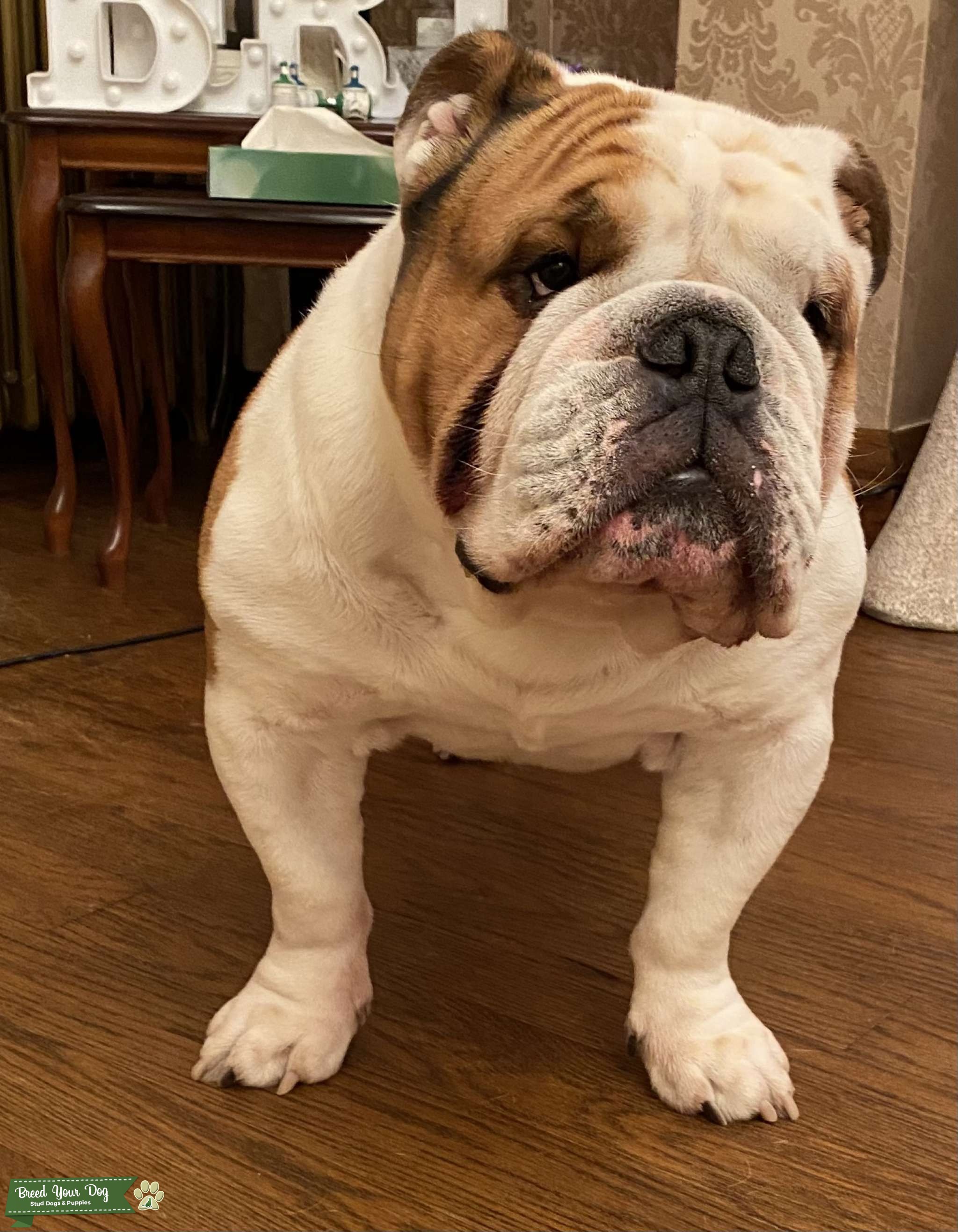 British Bulldog - Stud Dog West Midlands - Breed Your Dog