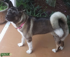 ADORABLE FEMALE AKITA Listing Image