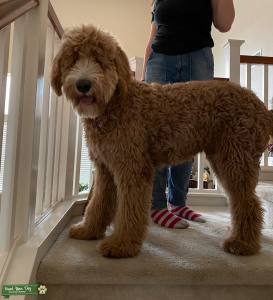 F1 Goldendoodle Stud Listing Image