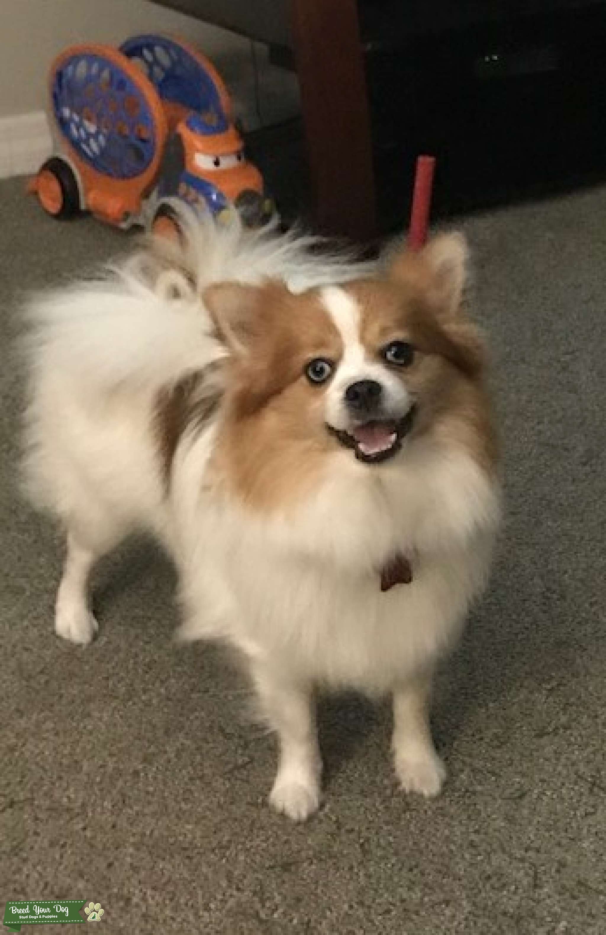 Piebald Parti Pomeranian Stud Dog in florida, United States Breed