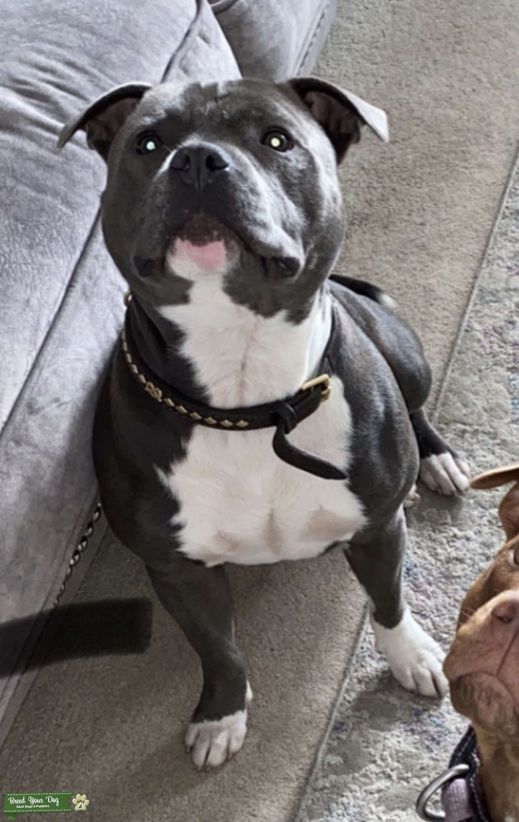 5 Generation. KC Registered. Blue. Staffordshire