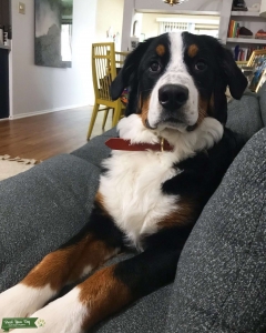 Pure Bred Bernese Mountain Dog Listing Image