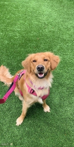 Field Golden Retriever  Listing Image