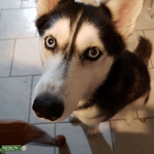 Siberian husky (Sky) Listing Image