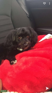 Yorkipoo Listing Image