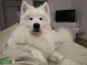 Beautiful Stud Samoyed  Listing Image